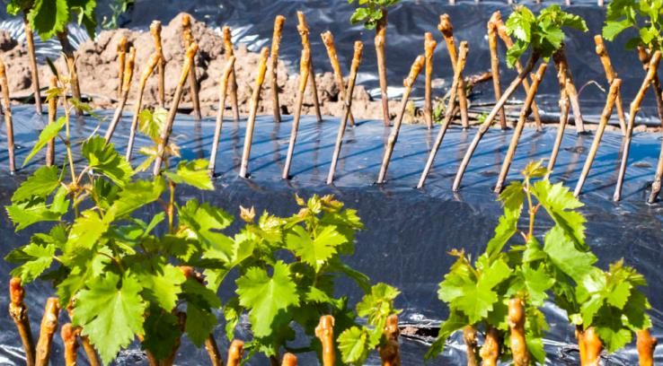 grape cuttings grape cuttings