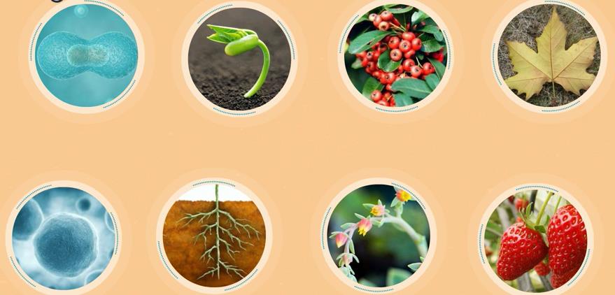 Plant Growth Regulators Promote Plant Development Plant Growth Regulators Promote Plant Development