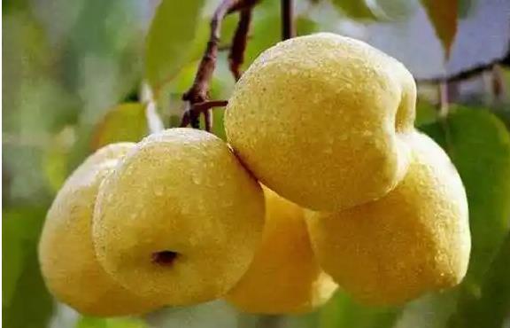 Naphthaleneacetic acid and pear Naphthaleneacetic acid and pear