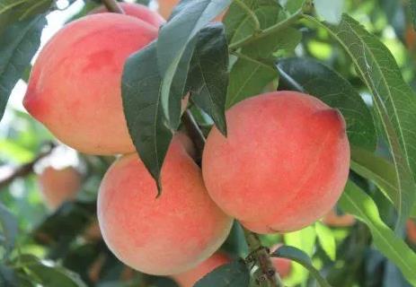Peach Peach