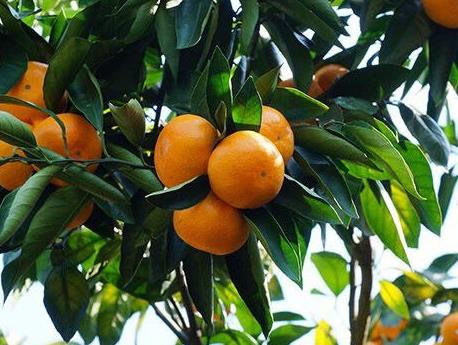 Wenzhou mandarin orange Wenzhou mandarin orange