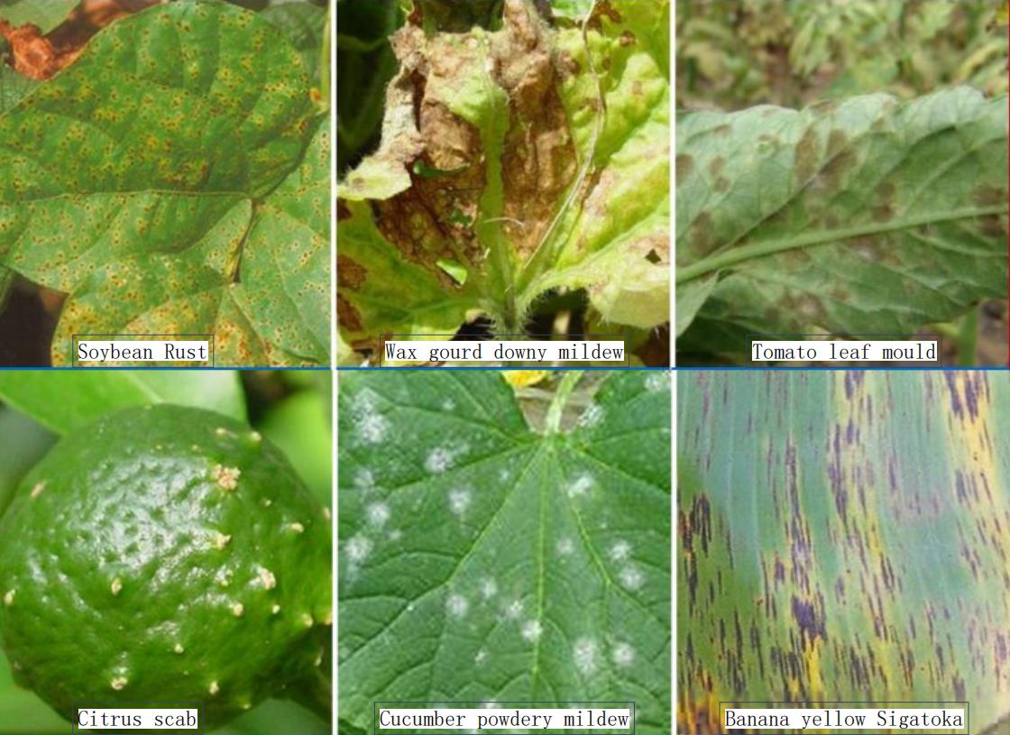 Effects of Azoxystrobin on Crop Diseases Effects of Azoxystrobin on Crop Diseases