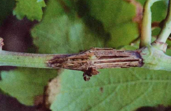 Early symptoms of grape branch blight Early symptoms of grape branch blight