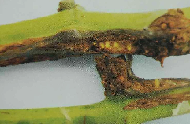 Grape Blight Symptoms Grape Blight Symptoms