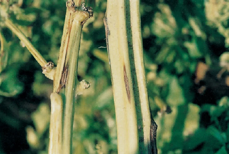 spinach stem blight spinach stem blight