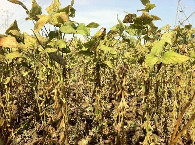 soybean soybean