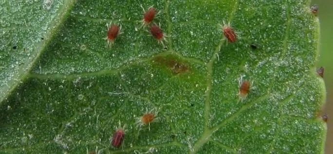 Bifenthrin Bifenazate Bifenthrin Bifenazate