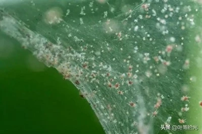 Red spider mites Red spider mites