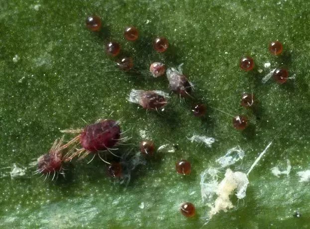 red spider red spider