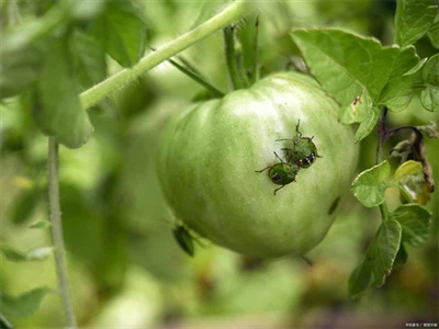 Kamboçyalı Müşteri 2000L Buprofezin 400g/L SC Siparişi Verdi